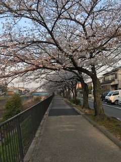 さくら1.jpg