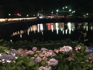 アジサイ1.jpg