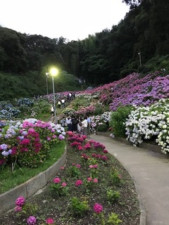 アジサイ2.jpg