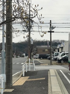 こぶしつぼみ.jpg