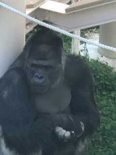 シャバーニ.jpg
