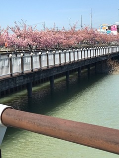 志学館大学の河津桜.jpg
